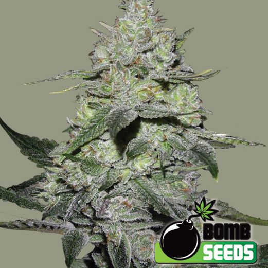 Dope Breeders - BOMB SEEDS Gorilla Bomb Image