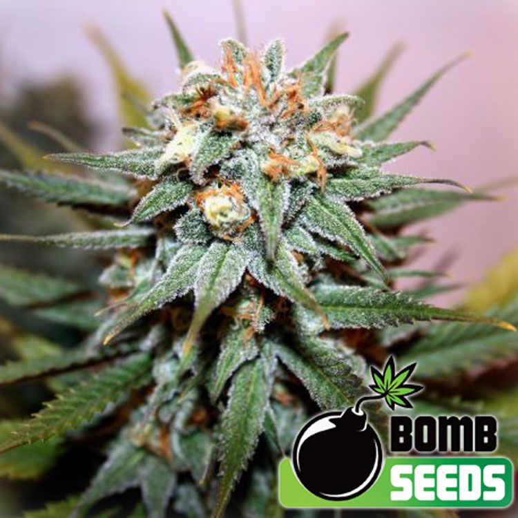 Dope Breeders - BOMB SEEDS Hash Bomb Image