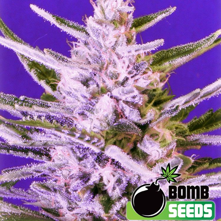 Dope Breeders - BOMB SEEDS Ice Bomb Image