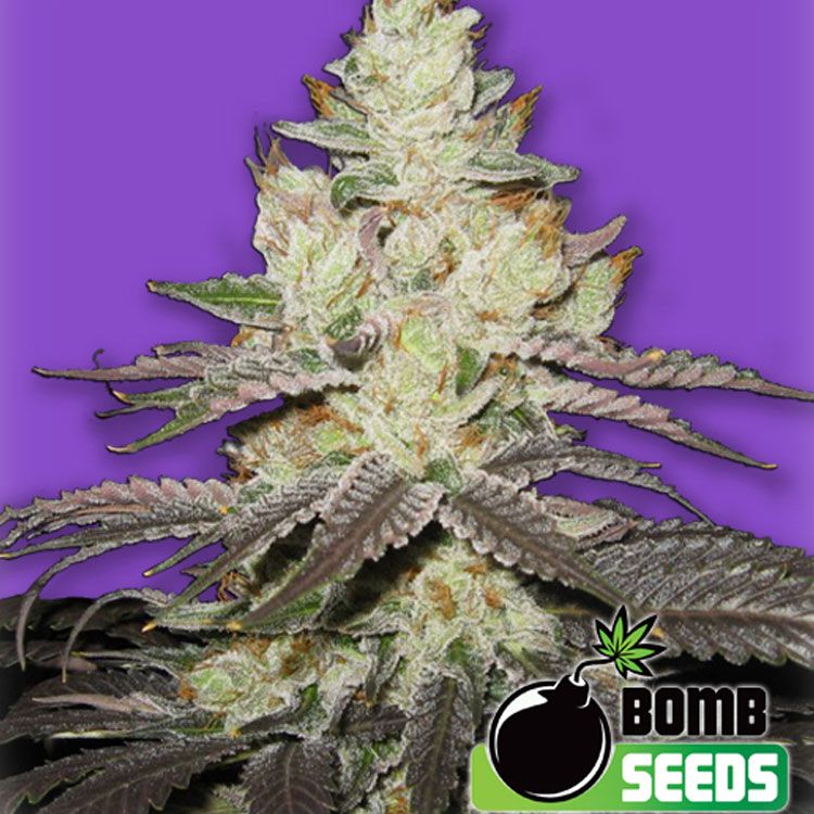 Dope Breeders - BOMB SEEDS Killer Purps Image