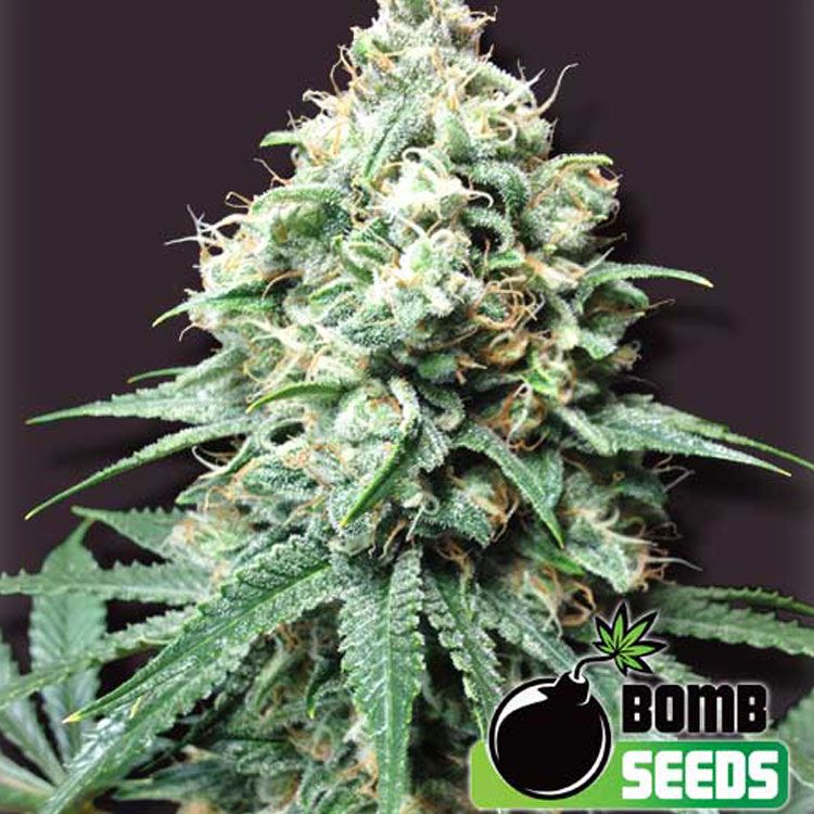 Dope Breeders - BOMB SEEDS Kush Bomb Image