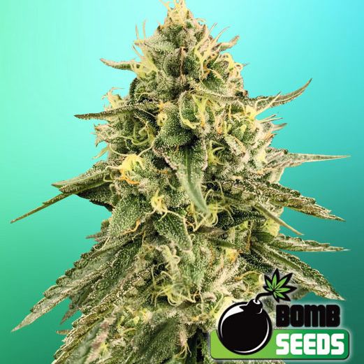 Dope Breeders - BOMB SEEDS Monkey Bomb Image