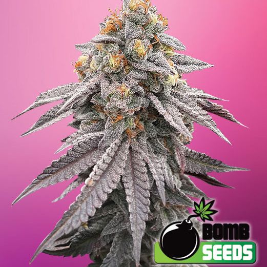 Dope Breeders - BOMB SEEDS Runtz Bomb Image