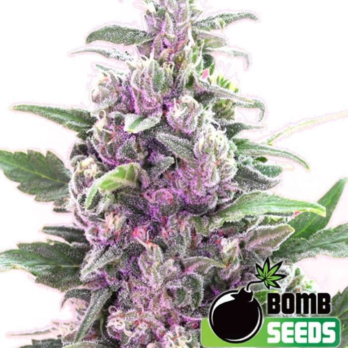 Dope Breeders - BOMB SEEDS THC Bomb Image