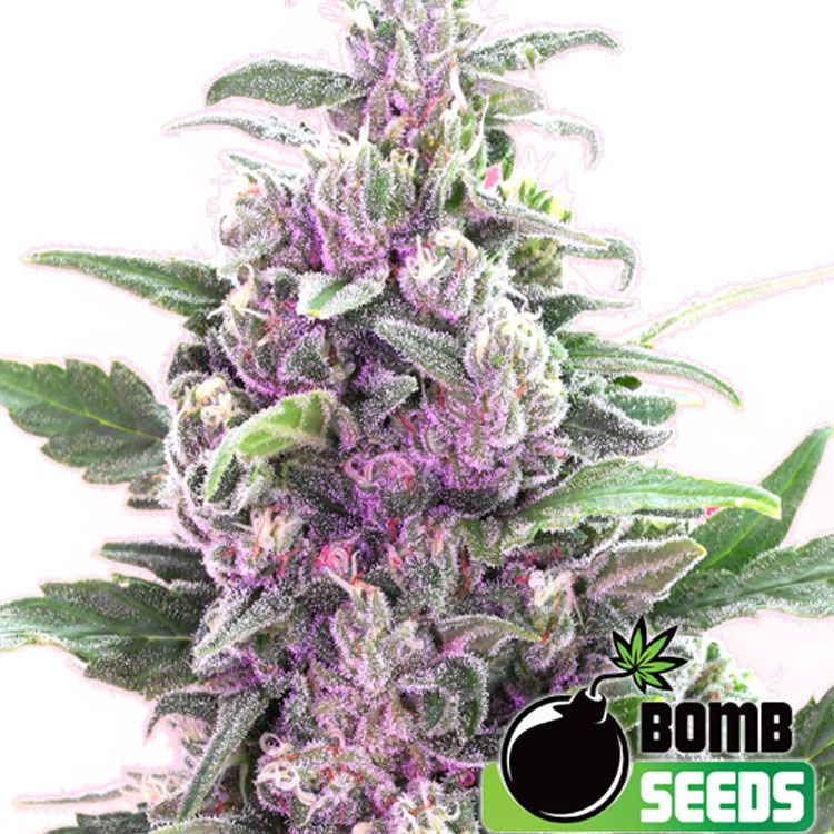 Dope Breeders - BOMB SEEDS THC Bomb Auto Image