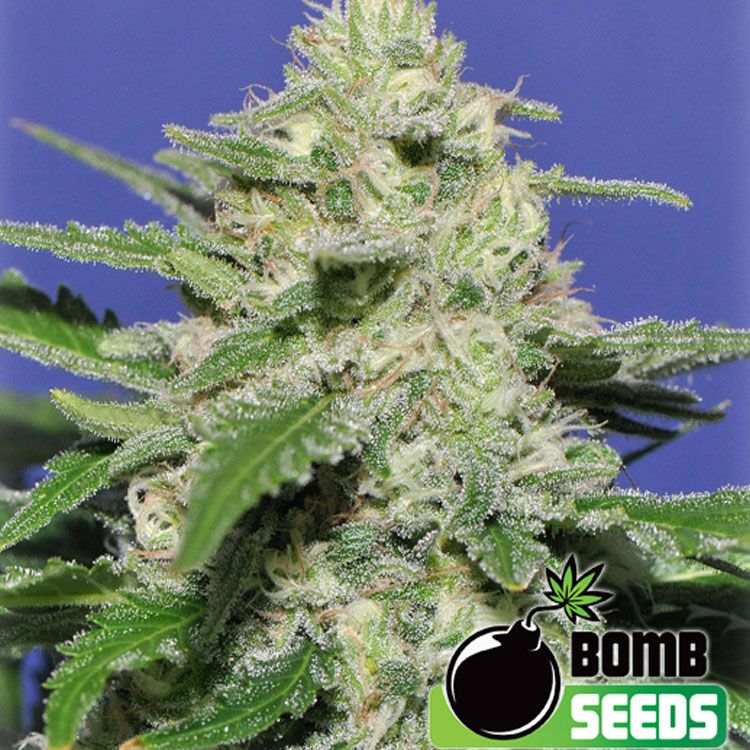 Dope Breeders - BOMB SEEDS Widow Bomb Image