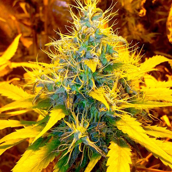 Dope Breeders - BSB GENETICS Banana Kush Image