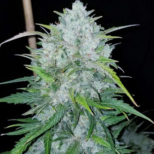 Dope Breeders - BSB GENETICS Bruce Banner Auto Image