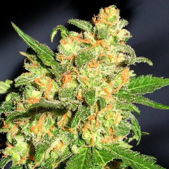 Dope Breeders - BSB GENETICS Bruce Banner Image