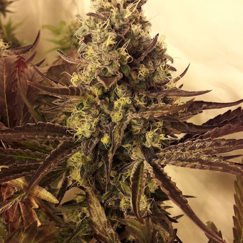 Dope Breeders - BSB GENETICS Cali Cookies Image