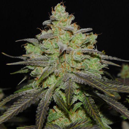 Dope Breeders - BSB GENETICS Cali OG Kush Image