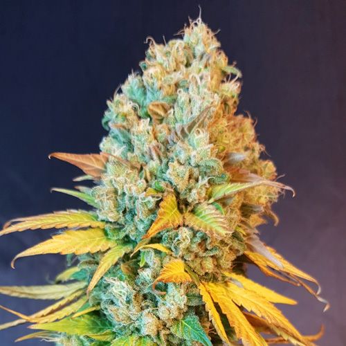 Dope Breeders - BSB GENETICS Cali Sherbet Image