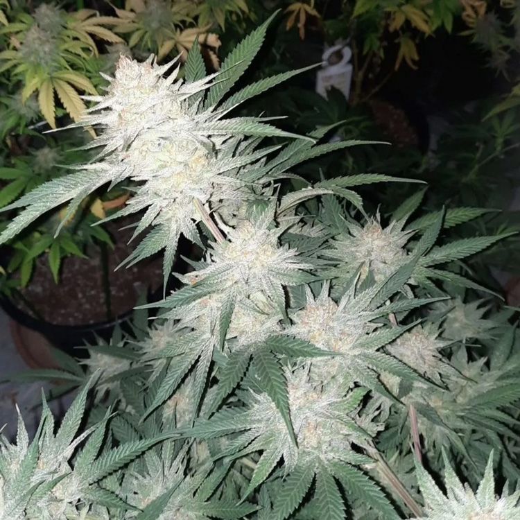 Dope Breeders - BSB GENETICS Collectors Edition Cherry Punch Image