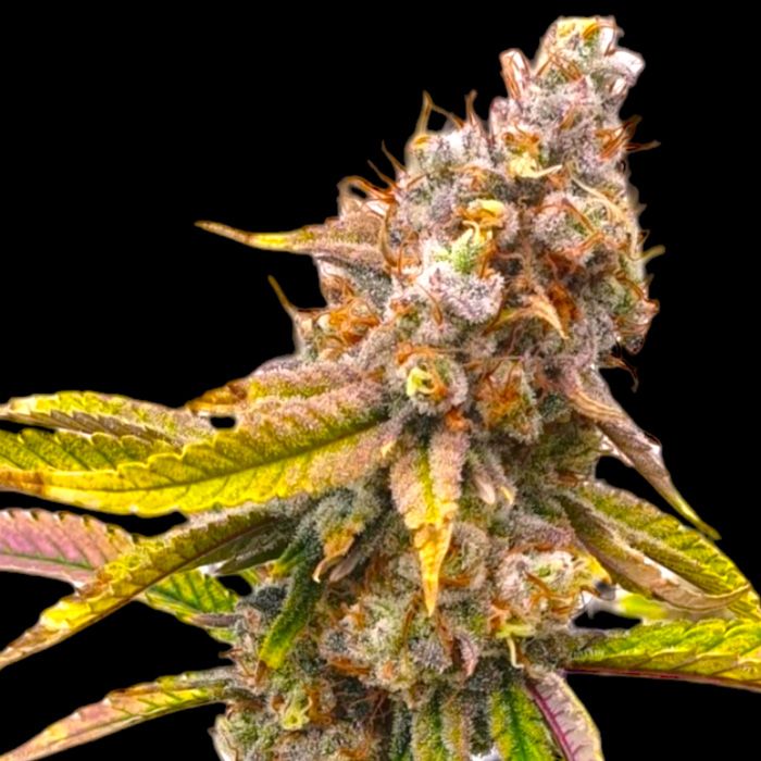 Dope Breeders - BSB GENETICS Five Alive Image