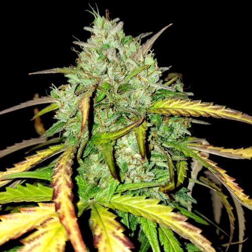 Dope Breeders - BSB GENETICS Girl Scout Cookies Auto Image