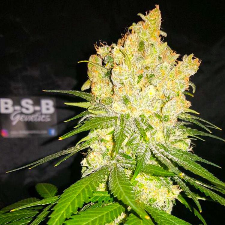 Dope Breeders - BSB GENETICS MK Ultra Image