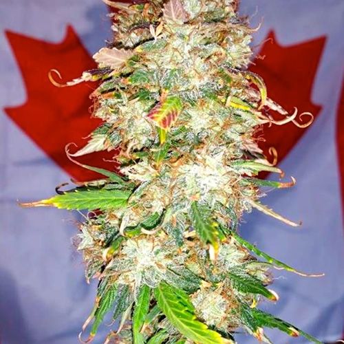 Dope Breeders - BSB GENETICS Northern Big Bud Auto Image