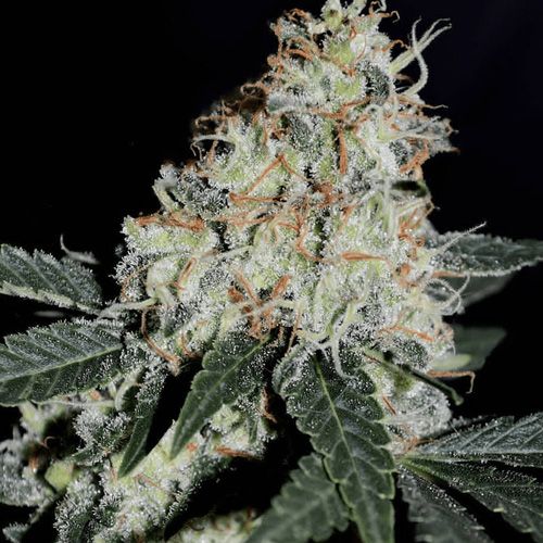 Dope Breeders - BSB GENETICS Stardawg Image