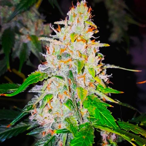 Dope Breeders - BSB GENETICS Sweet Tooth Auto Image