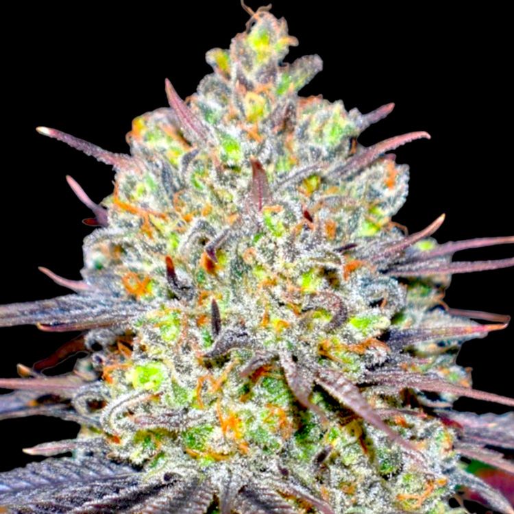 Dope Breeders - BSB GENETICS The Runtz Image