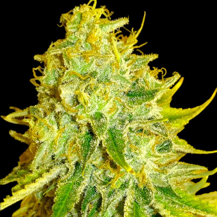 Dope Breeders - BSB GENETICS Watermelon Zkittles Image