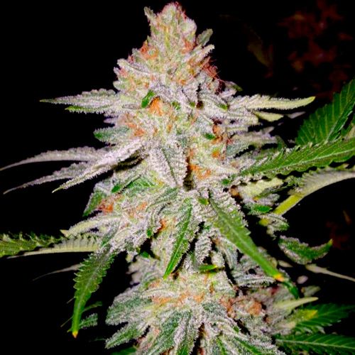 Dope Breeders - BSB GENETICS Zkittles Image