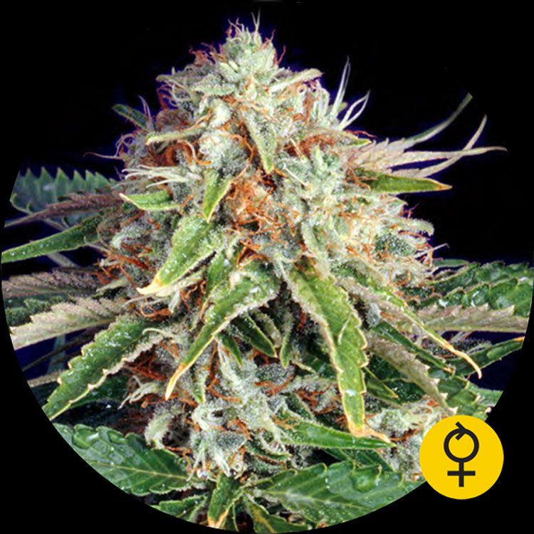 Dope Breeders - BULLDOG SEEDS Fast Ryder 1 Image