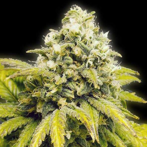 Dope Breeders - BULLDOG SEEDS Original Afghan Image