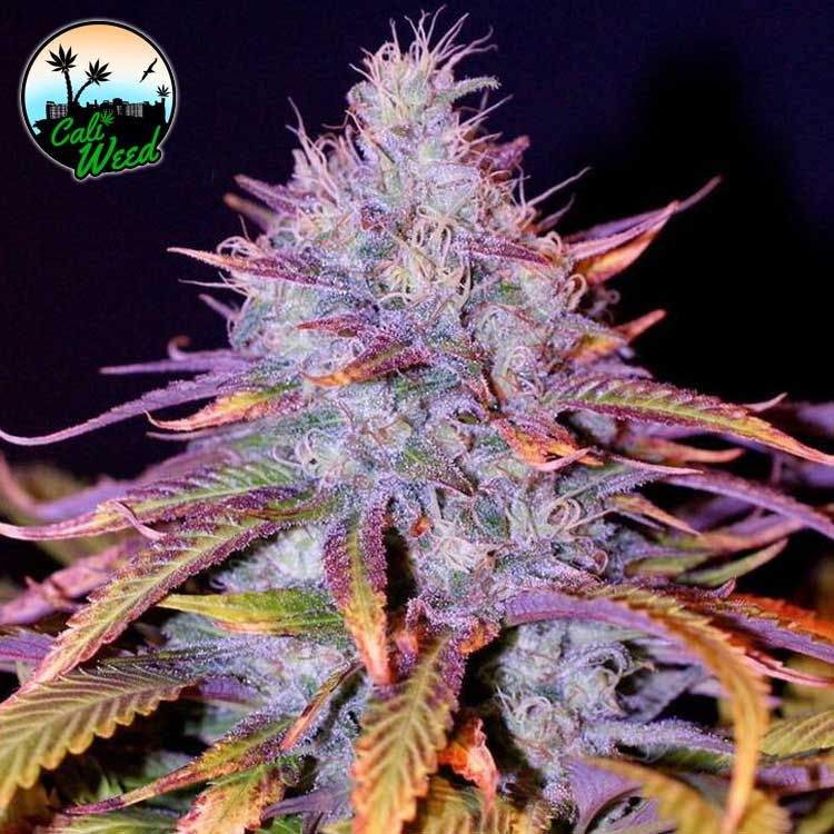 Dope Breeders - CALI WEED Blue Dream Image