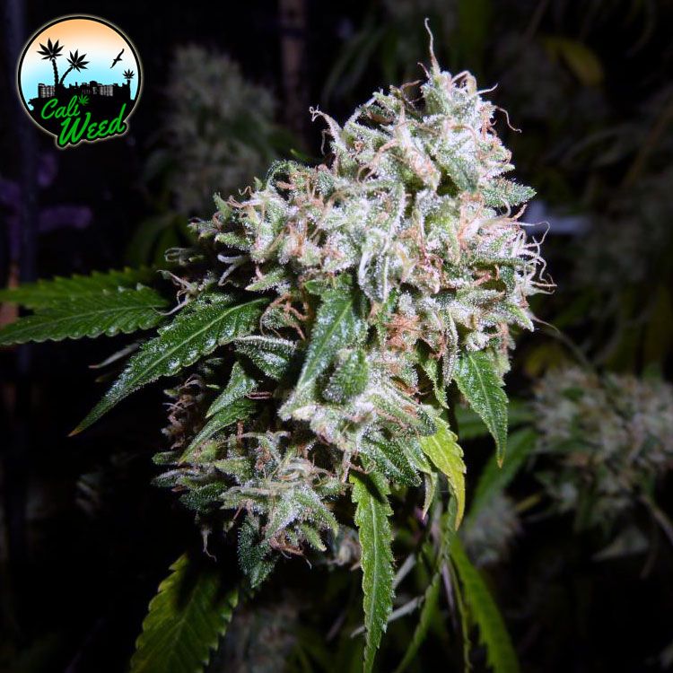 Dope Breeders - CALI WEED California Headband Image