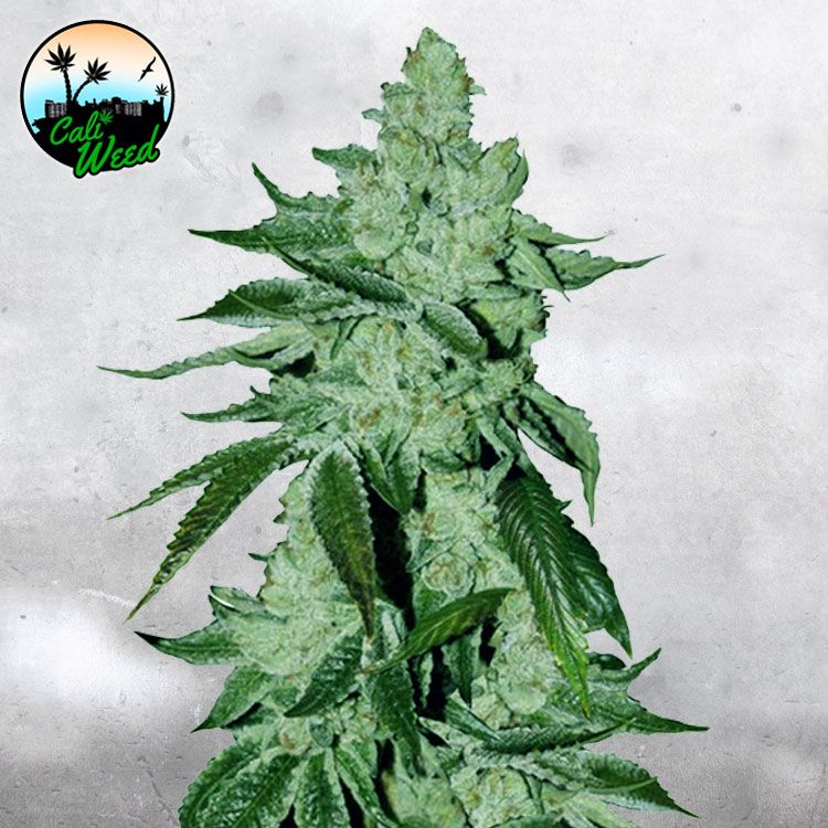 Dope Breeders - CALI WEED Girl Scout Cookies Auto Image