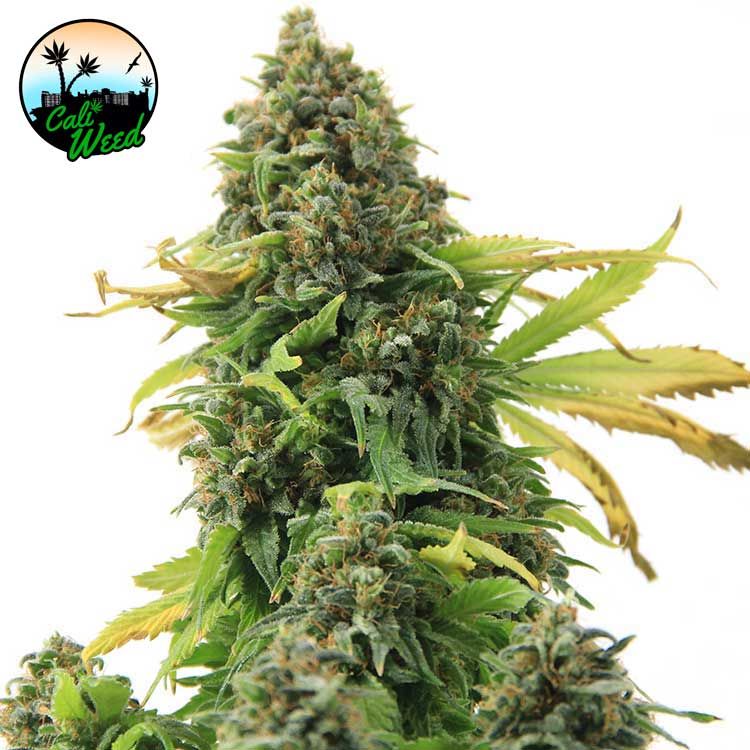 Dope Breeders - CALI WEED Girl Scout Cookies Image