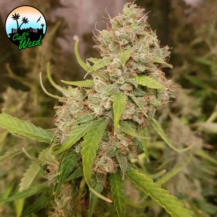 Dope Breeders - CALI WEED Oreoz Image