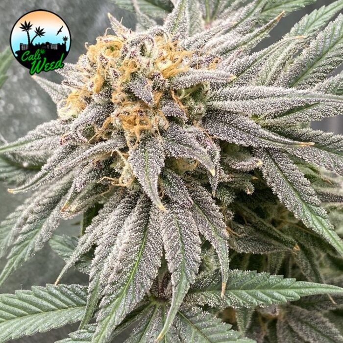 Dope Breeders - CALI WEED Pink Runtz Auto Image