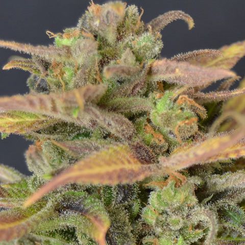 Dope Breeders - CBD SEEDS Auto Critical Image