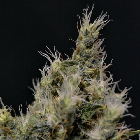 Dope Breeders - CBD SEEDS Vanilla Haze Image