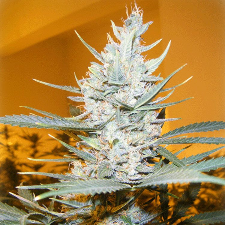 Dope Breeders - CREAM OF THE CROP Amphetamine Auto Image