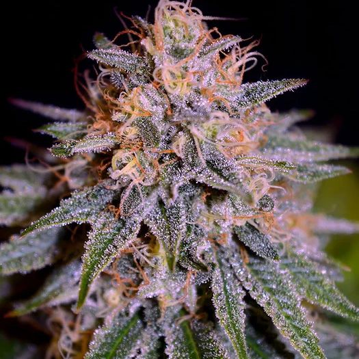 Dope Breeders - CREAM OF THE CROP Biscotti Auto Image