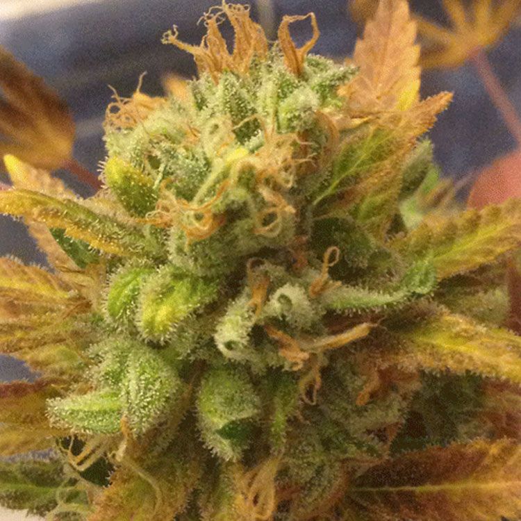 Dope Breeders - CREAM OF THE CROP Black Gold Auto Image