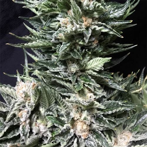 Dope Breeders - CREAM OF THE CROP Bruce the Russian Image