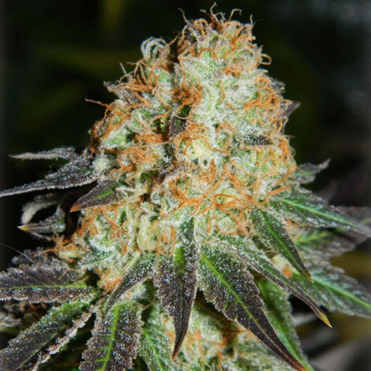 Dope Breeders - CREAM OF THE CROP Cash Crop Auto Image