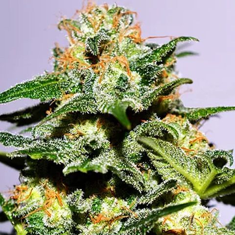 Dope Breeders - CREAM OF THE CROP Cash Crop XL Auto Image