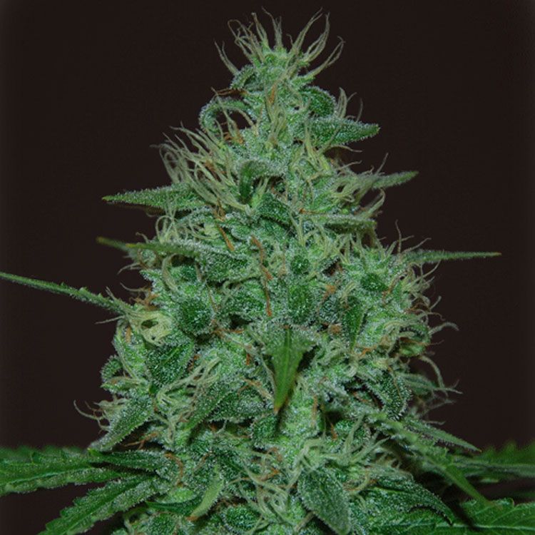 Dope Breeders - CREAM OF THE CROP Cropical Fruit Auto Image