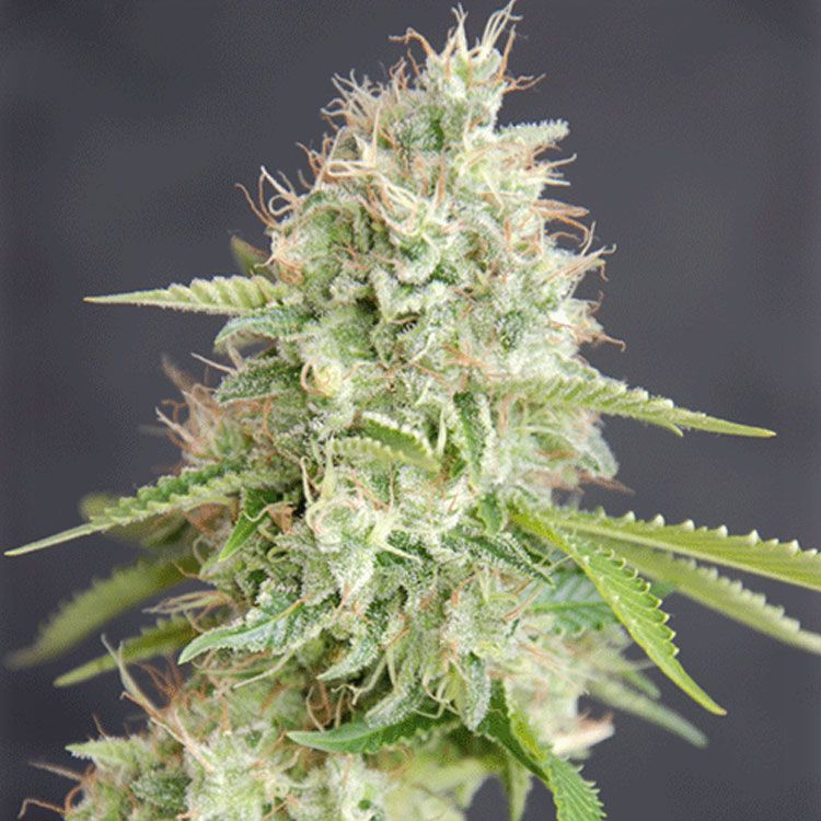 Dope Breeders - CREAM OF THE CROP Double Cream Image