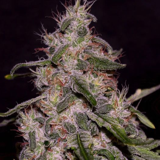 Dope Breeders - CREAM OF THE CROP Frosted Guava Image