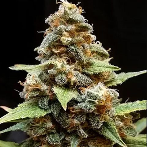 Dope Breeders - CREAM OF THE CROP Gorilla Lemon Fire Image