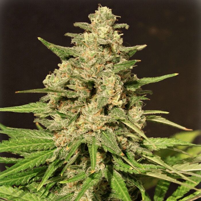 Dope Breeders - CREAM OF THE CROP Hybrid X Image