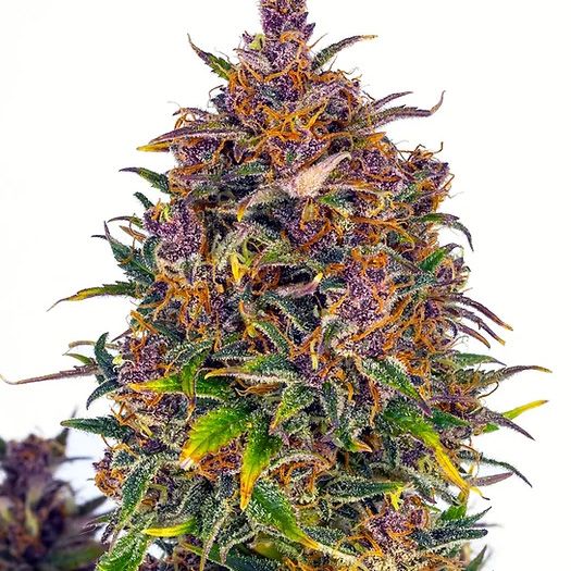 Dope Breeders - CREAM OF THE CROP Jealousy Auto Image