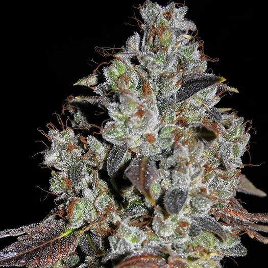 Dope Breeders - CREAM OF THE CROP Jealousy Image