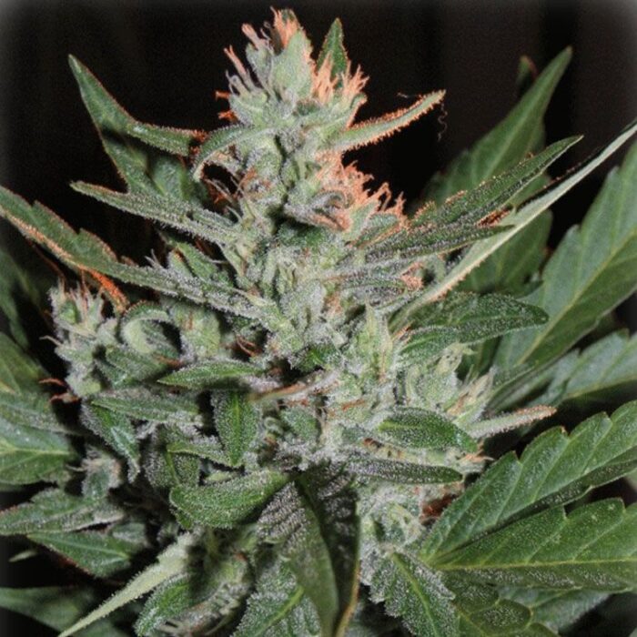 Dope Breeders - CREAM OF THE CROP KO Crop Auto Image